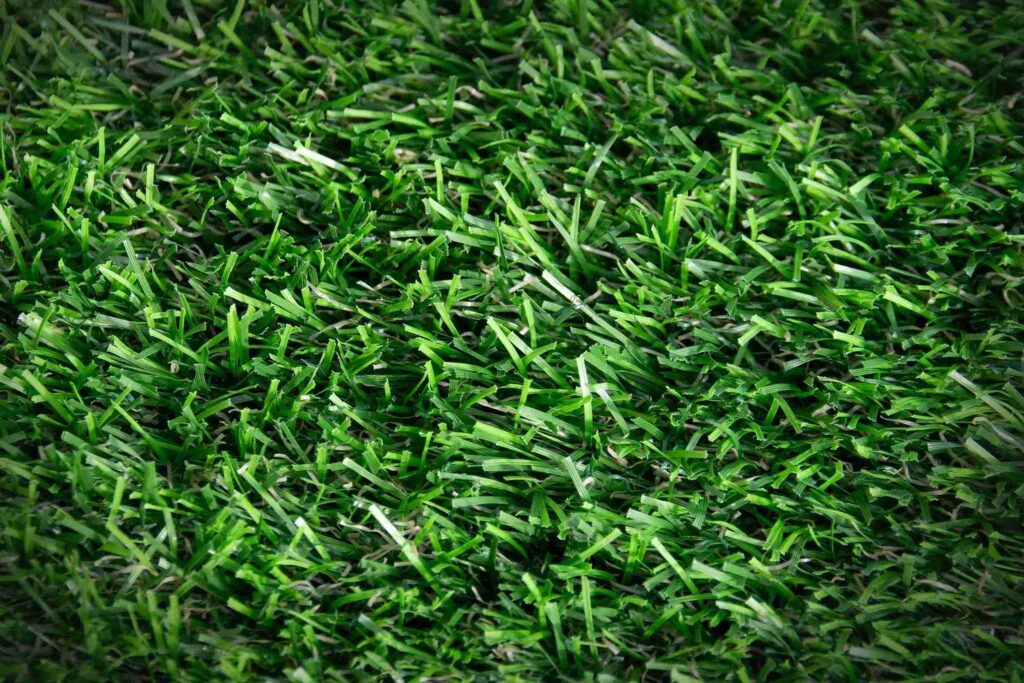 Holandský trávnik Wise